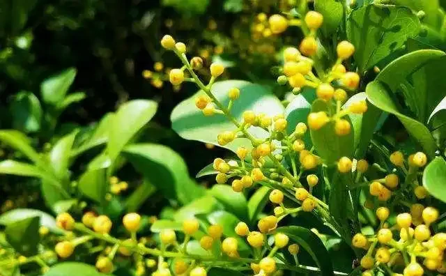 開花期超長的十種木本花卉，趕緊養一盆吧