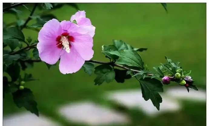 開花期超長的十種木本花卉，趕緊養一盆吧
