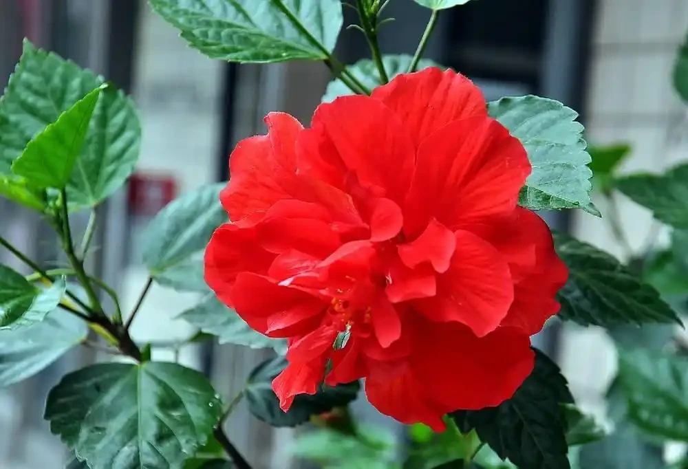 開花期超長的十種木本花卉，趕緊養一盆吧