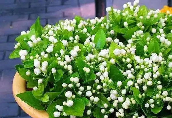 開花期超長的十種木本花卉，趕緊養一盆吧