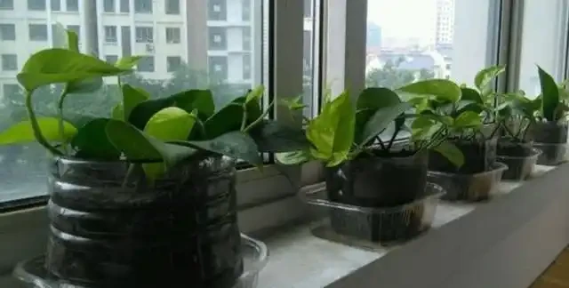 想要水耕黃金葛，「土轉水」不靠譜，學會正宗「水耕法」，才靠譜
