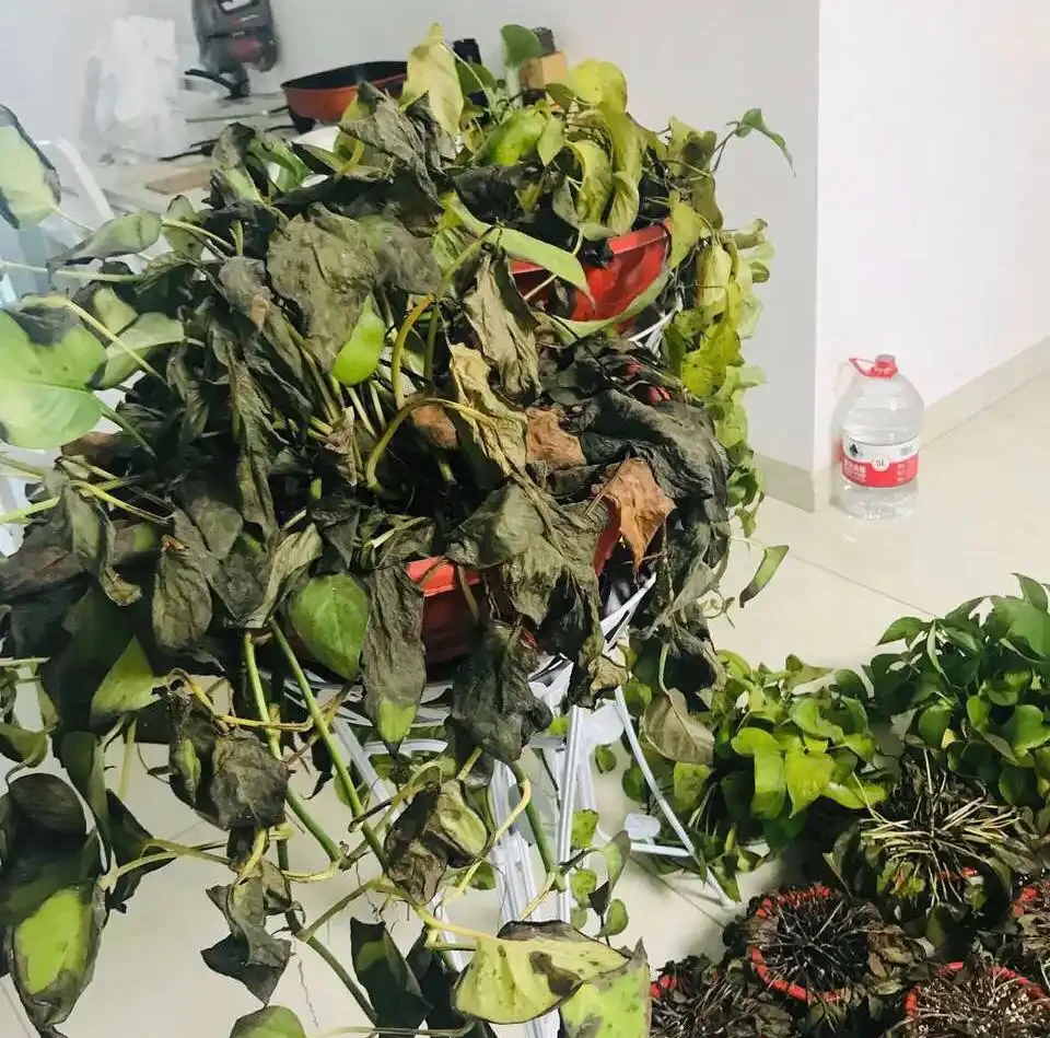 買來的盆栽「掉葉子」?5個「原因」都在這,學會就能養好