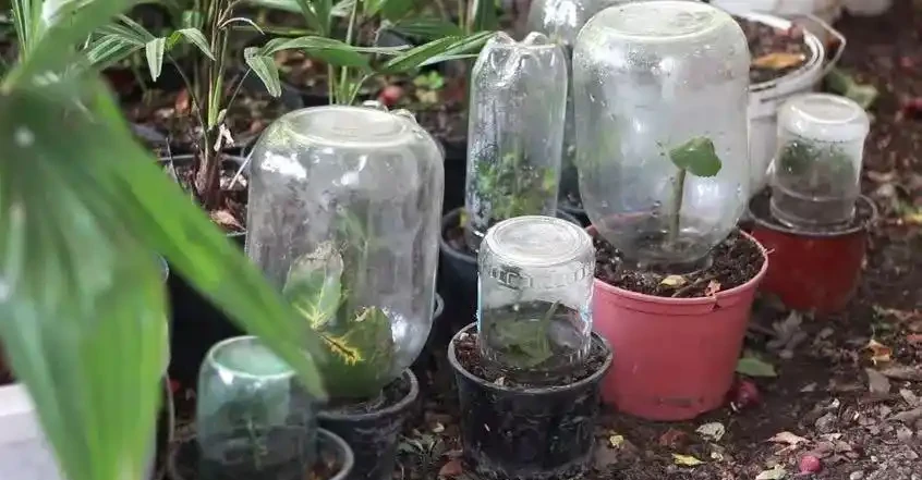 用玫瑰的種子進行繁殖,要凍幾周才能長出幼苗,養幾年才能開花