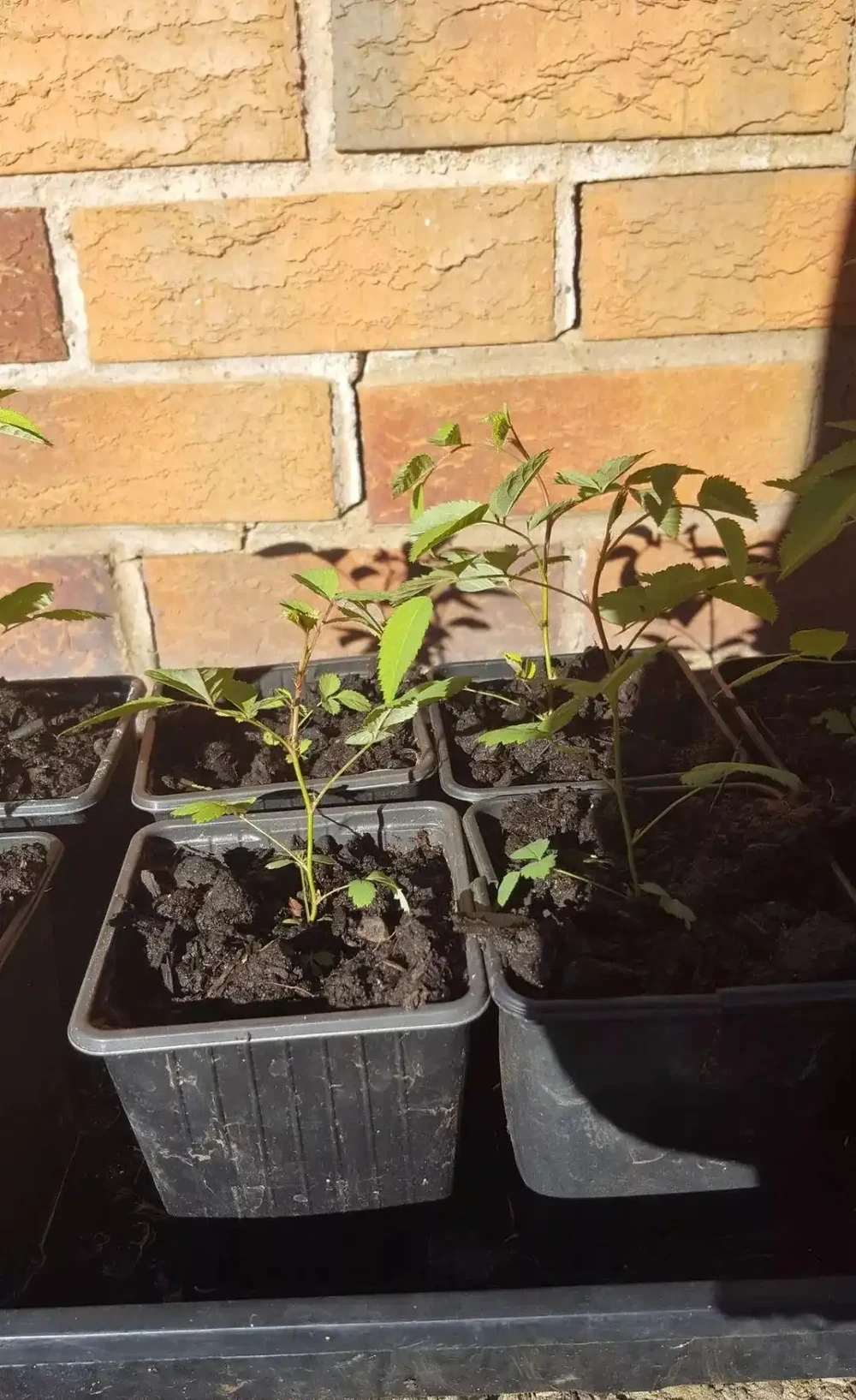 用玫瑰的種子進行繁殖,要凍幾周才能長出幼苗,養幾年才能開花
