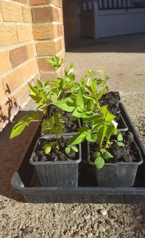 用玫瑰的種子進行繁殖,要凍幾周才能長出幼苗,養幾年才能開花