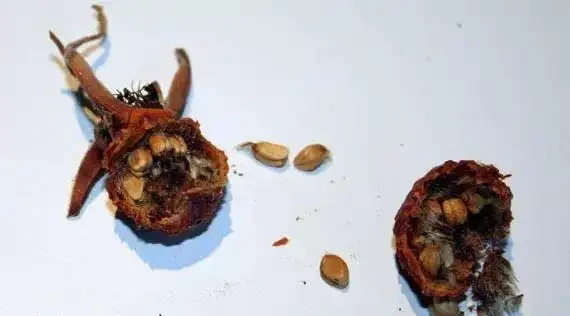 用玫瑰的種子進行繁殖,要凍幾周才能長出幼苗,養幾年才能開花