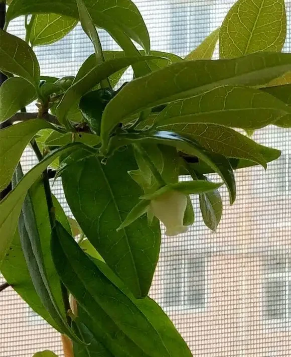 只有雌性金彈子,能結果嗎?用4個方法,也能年年開花結果
