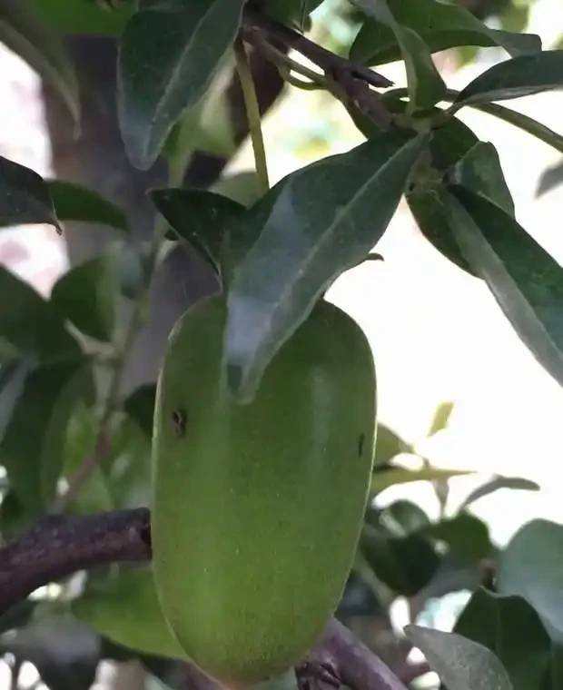 只有雌性金彈子,能結果嗎?用4個方法,也能年年開花結果