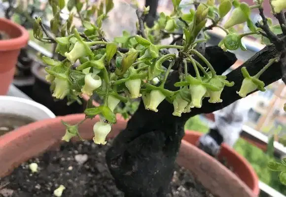 只有雌性金彈子,能結果嗎?用4個方法,也能年年開花結果