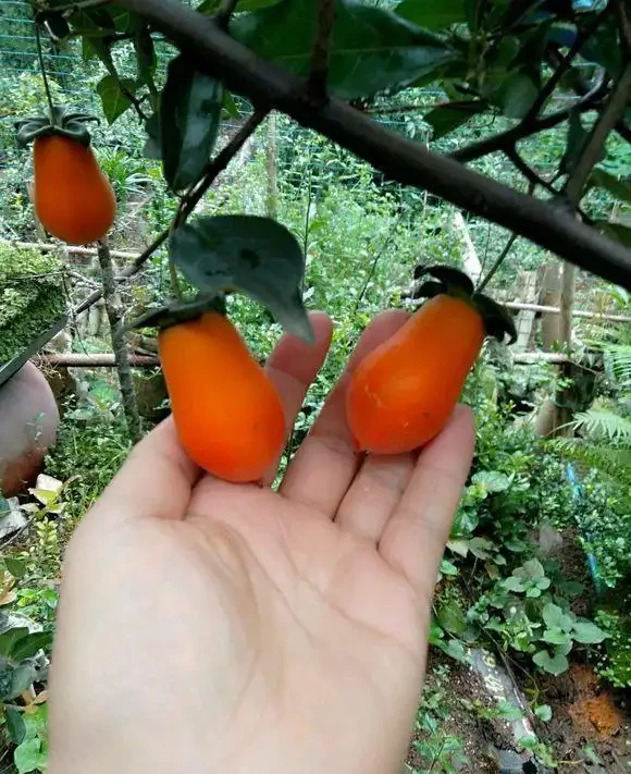 只有雌性金彈子,能結果嗎?用4個方法,也能年年開花結果