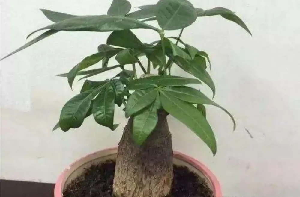 發財樹出現腐根,這樣處理根部,還能恢復生機