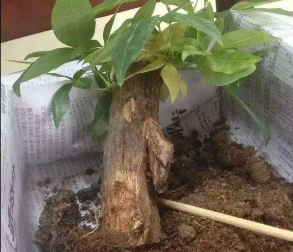 發財樹出現腐根,這樣處理根部,還能恢復生機