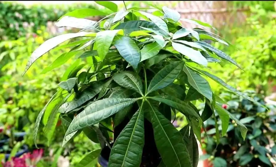 發財樹出現腐根,這樣處理根部,還能恢復生機