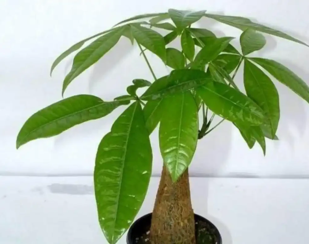 發財樹出現腐根,這樣處理根部,還能恢復生機
