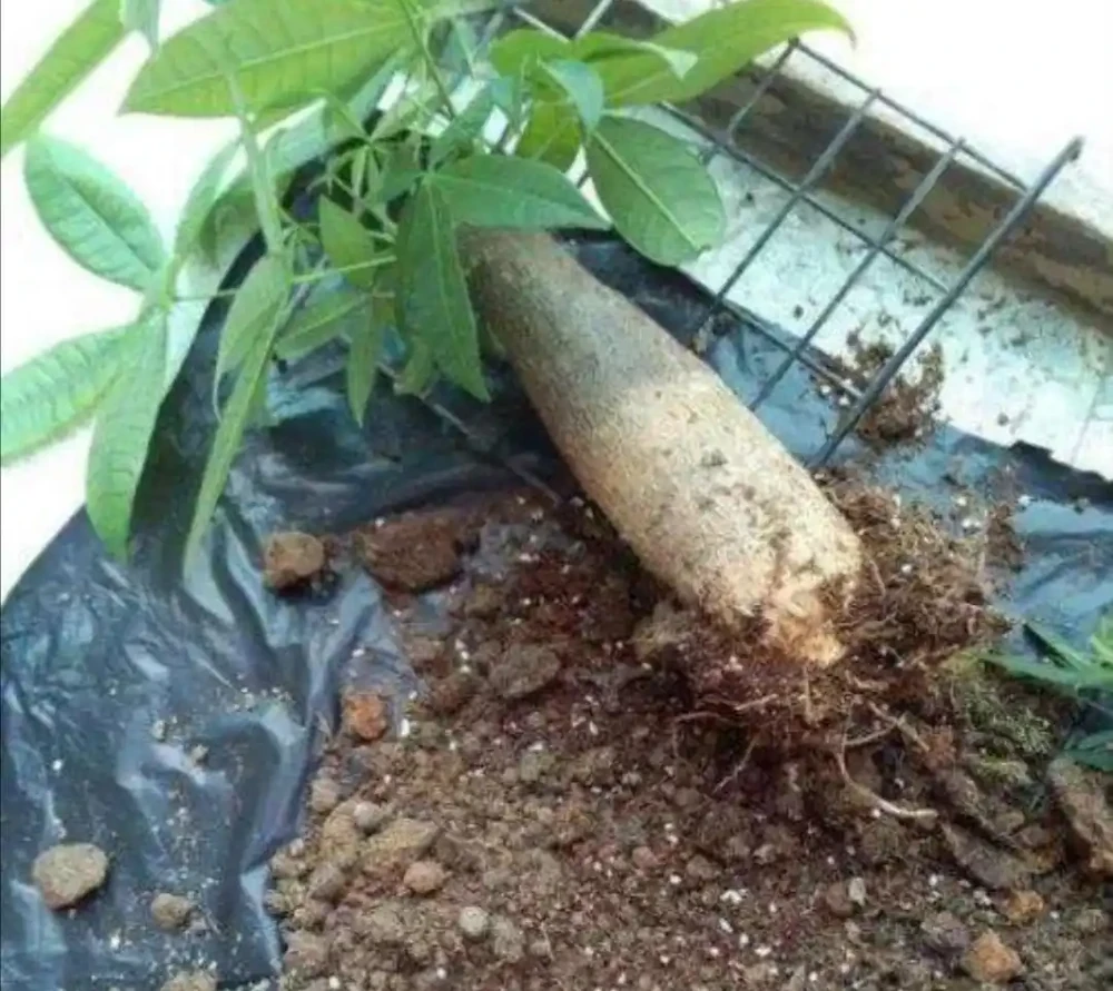 發財樹出現腐根,這樣處理根部,還能恢復生機