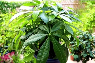 發財樹出現腐根，這樣處理根部，還能恢復生機