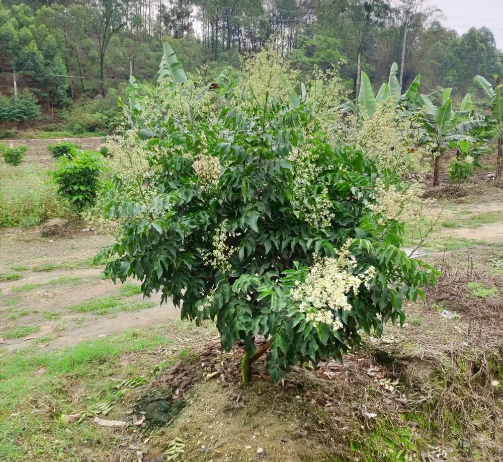 開排水溝種植