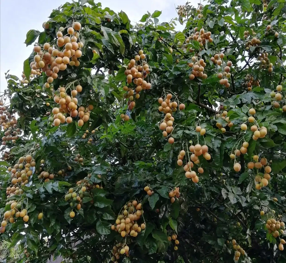 黃皮果