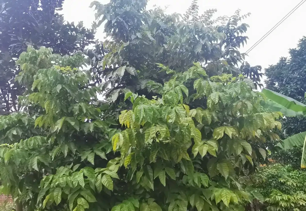 黃皮果黃葉