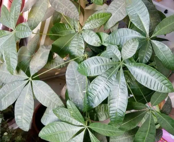發財樹黃葉？情況很「複雜」，3招找準病根，神清氣爽，綠油油
