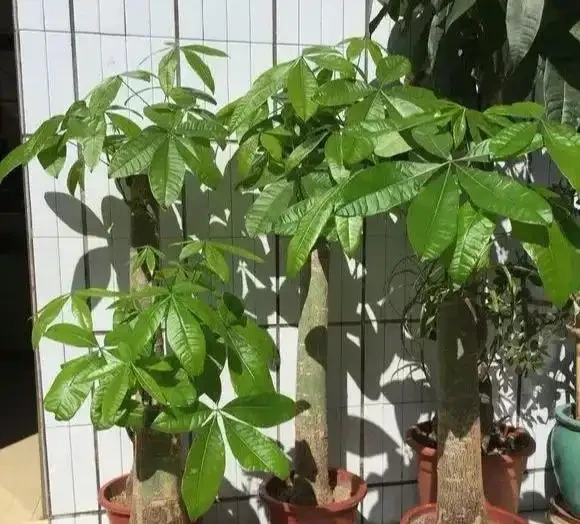 發財樹黃葉？情況很「複雜」，3招找準病根，神清氣爽，綠油油