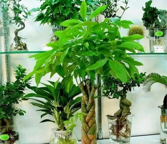 發財樹黃葉？情況很「複雜」，3招找準病根，神清氣爽，綠油油