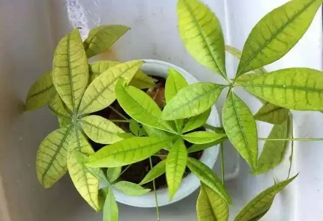 發財樹黃葉？情況很「複雜」，3招找準病根，神清氣爽，綠油油
