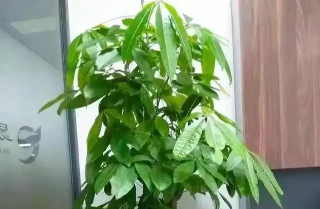 發財樹黃葉？情況很「複雜」，3招找準病根，神清氣爽，綠油油