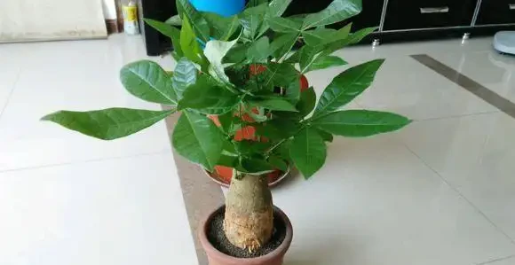 發財樹黃葉？情況很「複雜」，3招找準病根，神清氣爽，綠油油