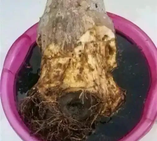 發財樹黃葉？情況很「複雜」，3招找準病根，神清氣爽，綠油油