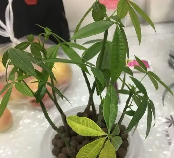 發財樹黃葉？情況很「複雜」，3招找準病根，神清氣爽，綠油油