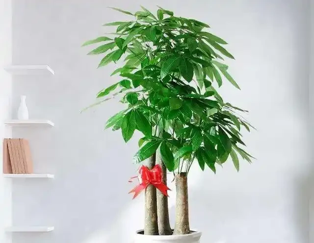 發財樹黃葉？情況很「複雜」，3招找準病根，神清氣爽，綠油油