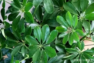 它俗名「八方來財」，適合居室養護，注意4點，枝繁葉茂綠又旺