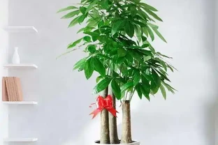 發財樹黃葉？情況很「複雜」，3招找準病根，神清氣爽，綠油油