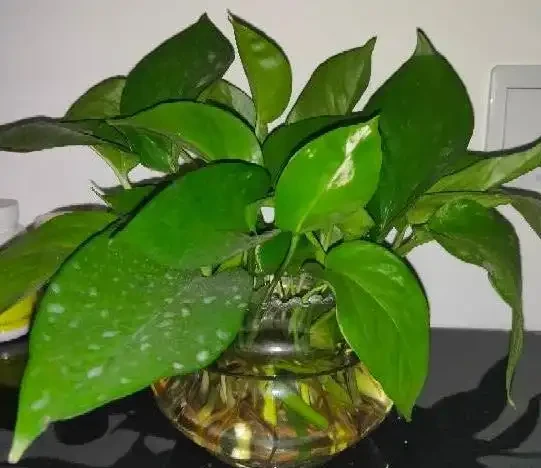 水耕黃金葛葉子泛黃、發蔫怎麼辦?改變3種狀況,綠葉嫩枝長不停