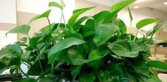 水耕黃金葛葉子泛黃、發蔫怎麼辦?改變3種狀況,綠葉嫩枝長不停