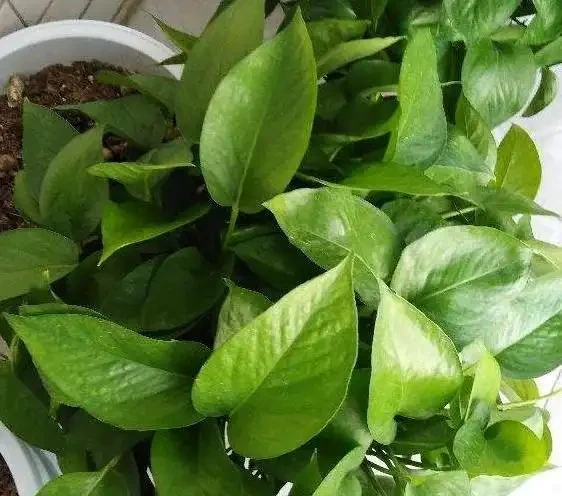 水耕黃金葛葉子泛黃、發蔫怎麼辦?改變3種狀況,綠葉嫩枝長不停