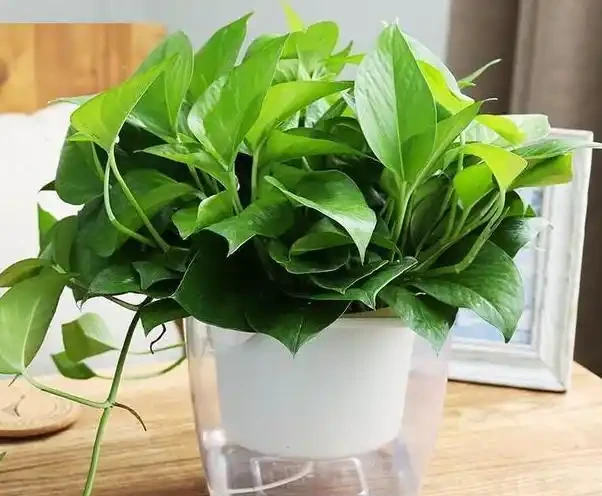 水耕黃金葛葉子泛黃、發蔫怎麼辦?改變3種狀況,綠葉嫩枝長不停