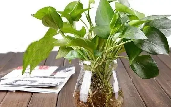 水耕黃金葛葉子泛黃、發蔫怎麼辦?改變3種狀況,綠葉嫩枝長不停