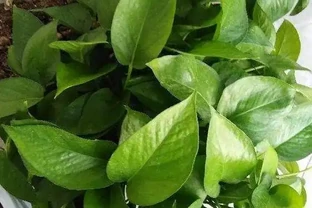 水耕黃金葛葉子泛黃、發蔫怎麼辦？改變3種狀況，綠葉嫩枝長不停