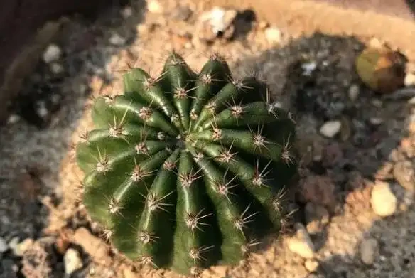 仙人掌球腐根別扔!教你發根「技巧」,半月冒新根,啥問題都好解決