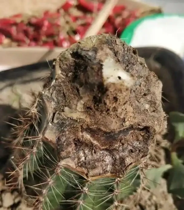 仙人掌球腐根別扔!教你發根「技巧」,半月冒新根,啥問題都好解決