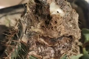 仙人掌球腐根別扔！教你發根「技巧」，半月冒新根，啥問題都好解決