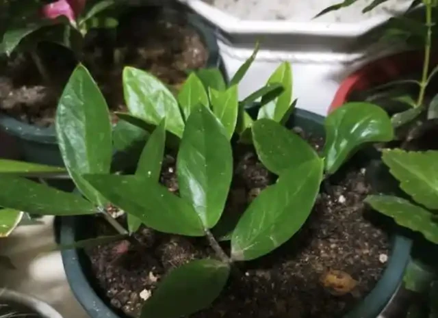 新買的雪鐵芋不會養?養成3個「習慣」,葉子不幹枯,根系不腐爛