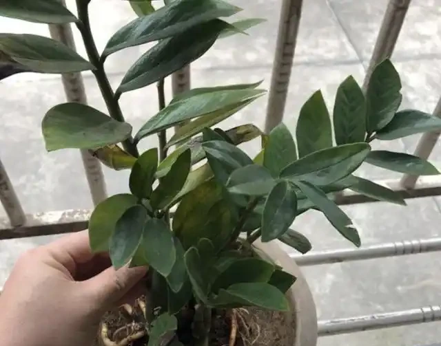 新買的雪鐵芋不會養?養成3個「習慣」,葉子不幹枯,根系不腐爛