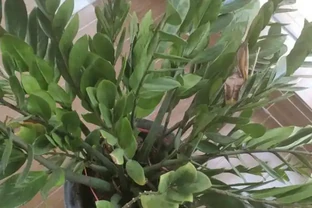 新買的雪鐵芋不會養？養成3個「習慣」，葉子不幹枯，根系不腐爛