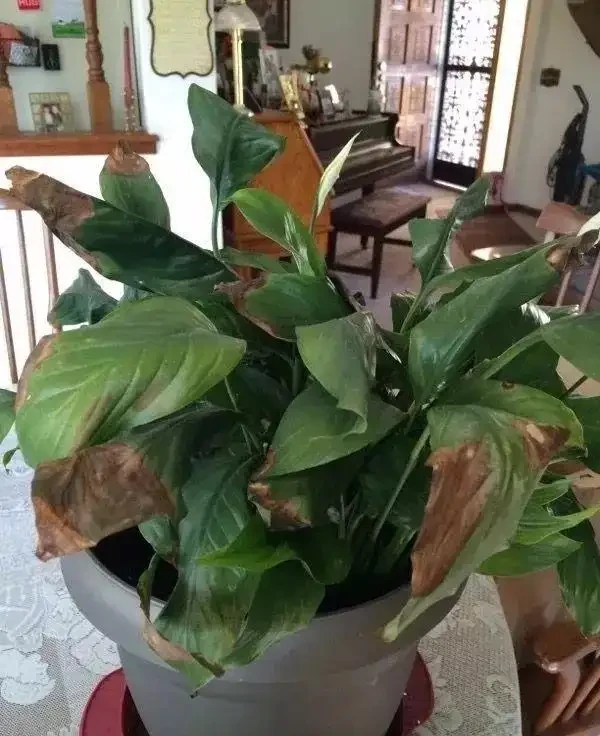 家裡的植物變黃,有6種不同情況,這樣處理能及時恢復