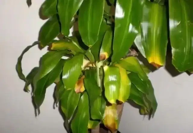 家裡的植物變黃,有6種不同情況,這樣處理能及時恢復