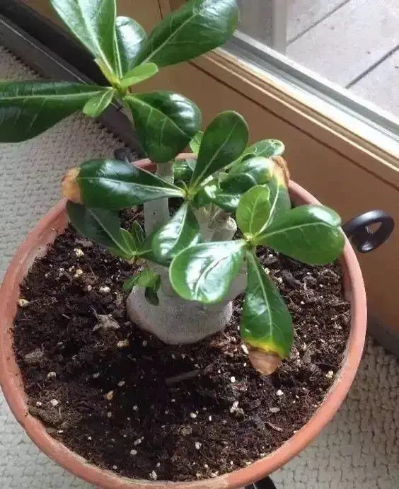 家裡的植物變黃,有6種不同情況,這樣處理能及時恢復