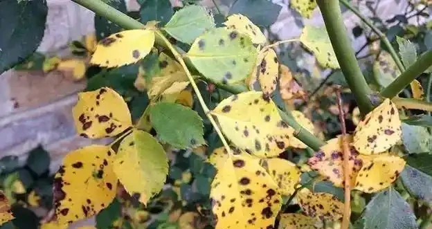 家裡的植物變黃,有6種不同情況,這樣處理能及時恢復